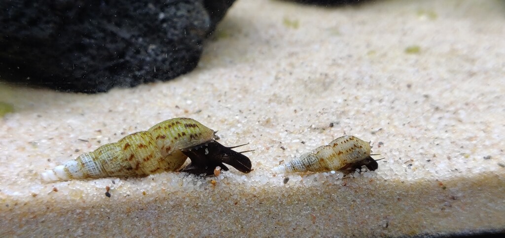 Malaysian Trumpet Snails eating sand