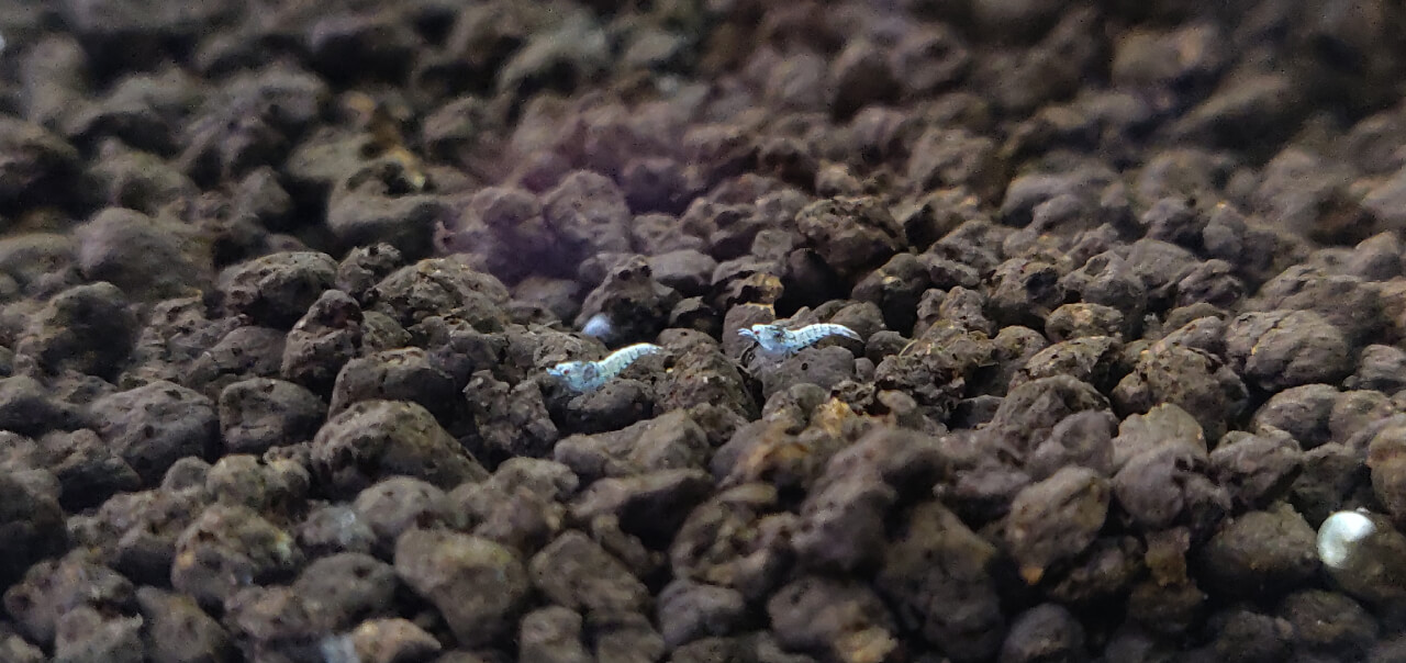 Baby Blue Bolt shrimp on Amazonia soil substrate