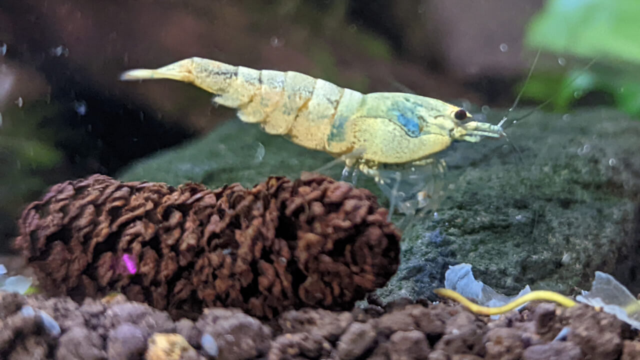 Blue Bolt shrimp on an Alder cone Blue Bolt shrimp on an Alder cone