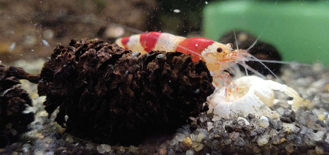 Crystal Red shrimp by an Alder cone