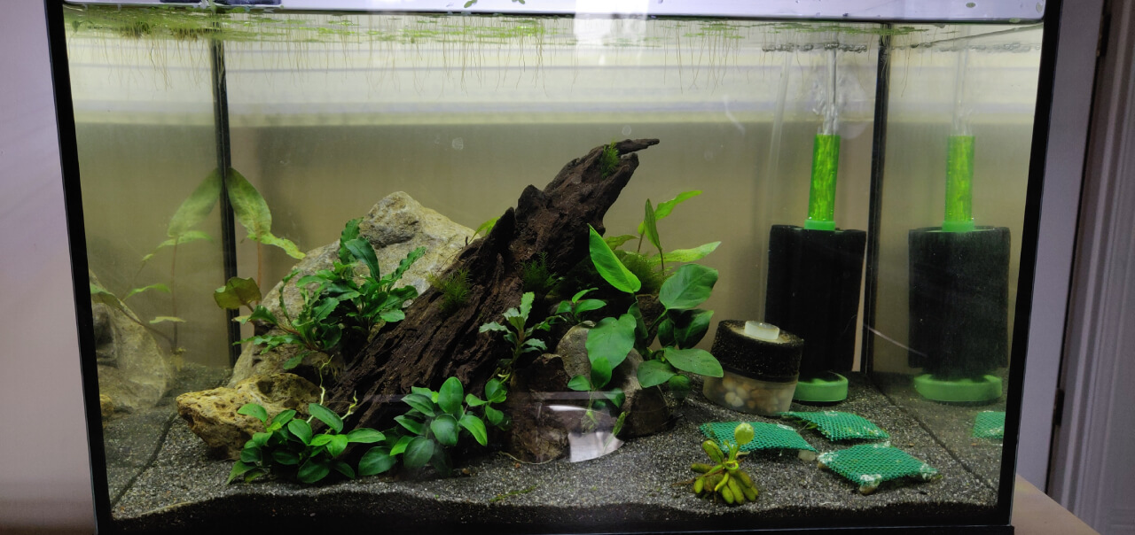 A freshly set up shrimp tank with plants and a sponge filter