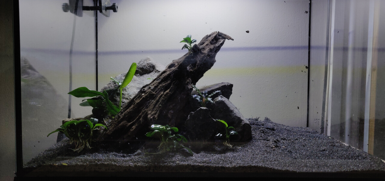 A shrimp tank hardscape with rocks, plants, and driftwood