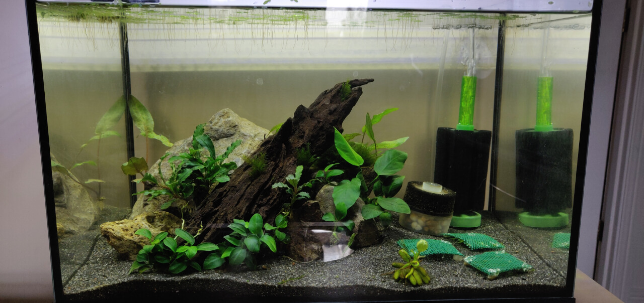 Setting Up a Freshwater Aquarium