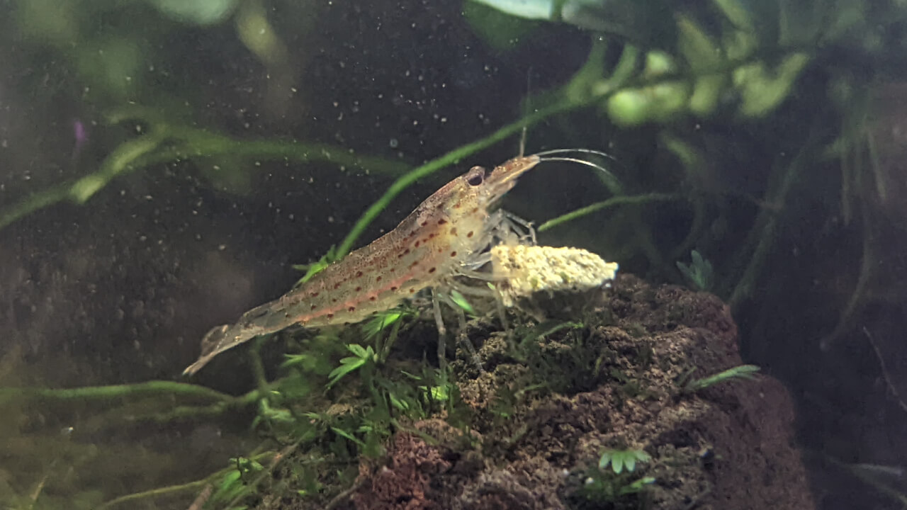 Amano shrimp eating part of an algae wafer