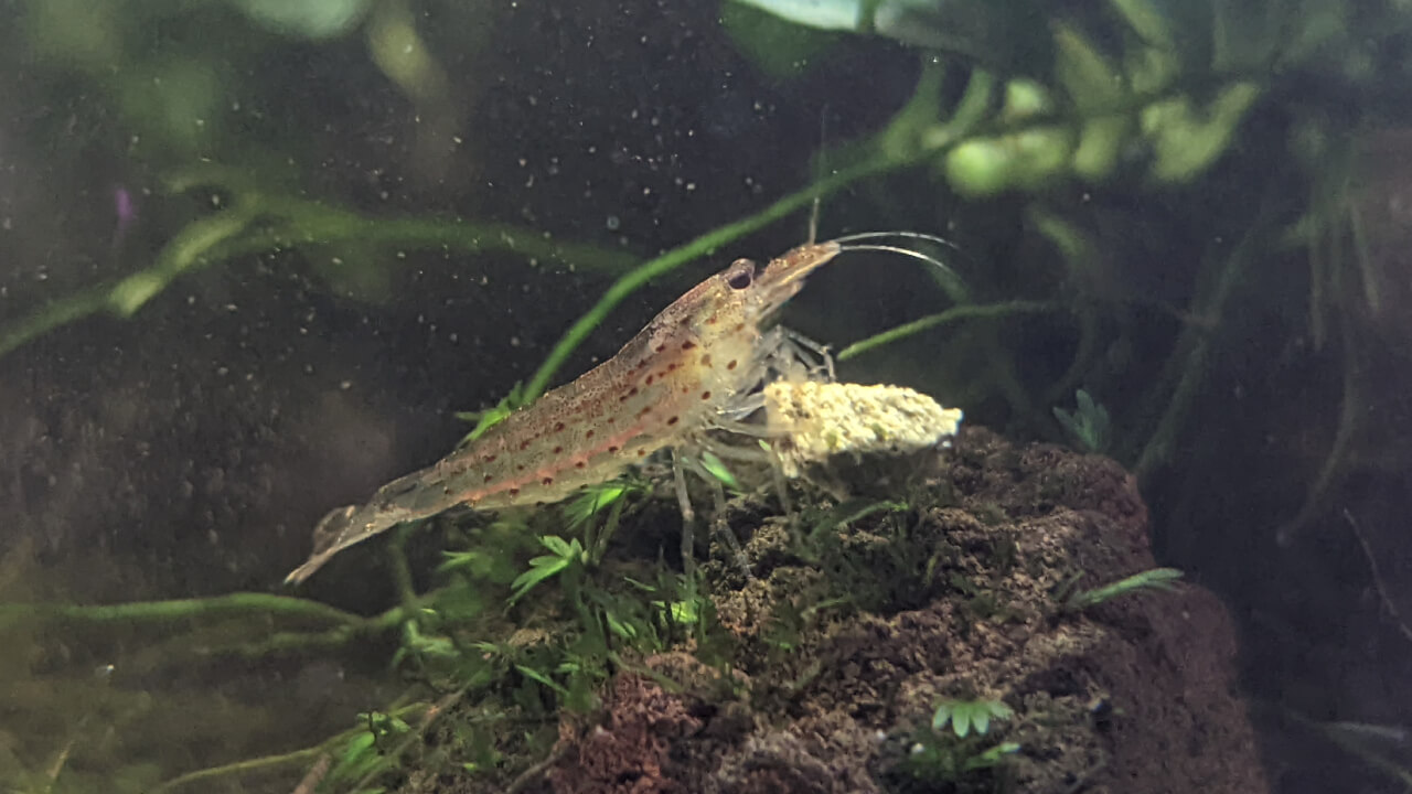 Amano shrimp eating part of an algae wafer Amano shrimp eating part of an algae wafer