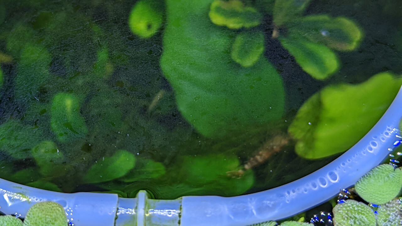 Biofilm floating on the still water surface of a shrimp tank