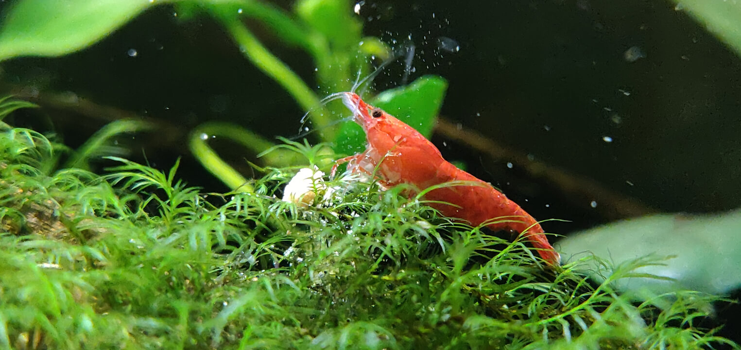 Red Cherry shrimp eating bee pollen pellet in Fissidens Fontanus moss Red Cherry shrimp eating bee pollen pellet in Fissidens Fontanus moss