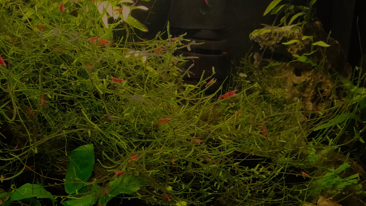 A Red Cherry shrimp tank with tannin coloured water