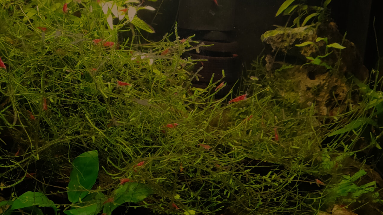 A Red Cherry shrimp tank with tannin coloured water