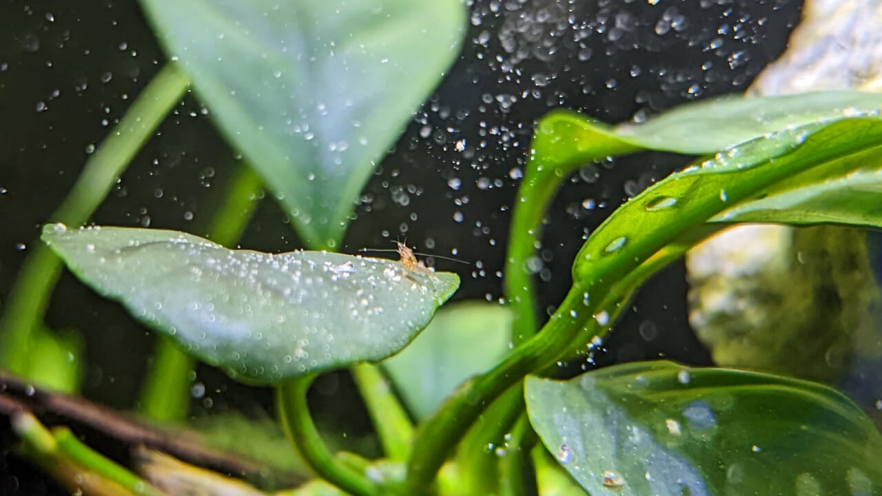 Baby shrimp eating bee pollen powder Baby shrimp eating bee pollen powder