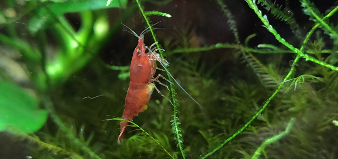 Berried Red Cherry shrimp on moss
