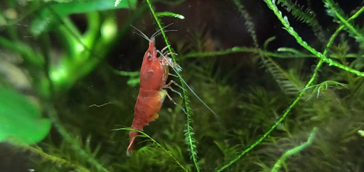 Berried Red Cherry shrimp on moss Berried Red Cherry shrimp on moss