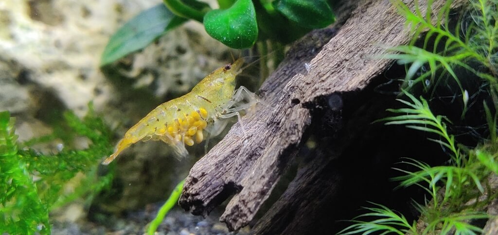 Berried female Tangerine Tiger shrimp