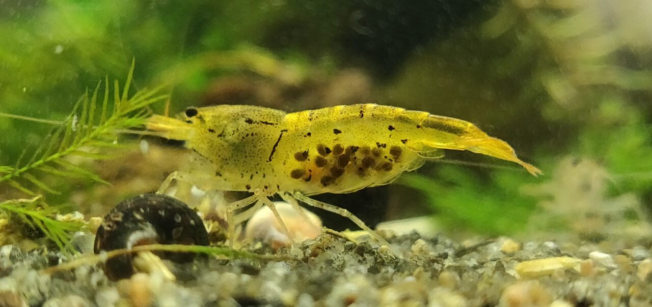 Berried Tangerine Tiger shrimp Berried Tangerine Tiger shrimp