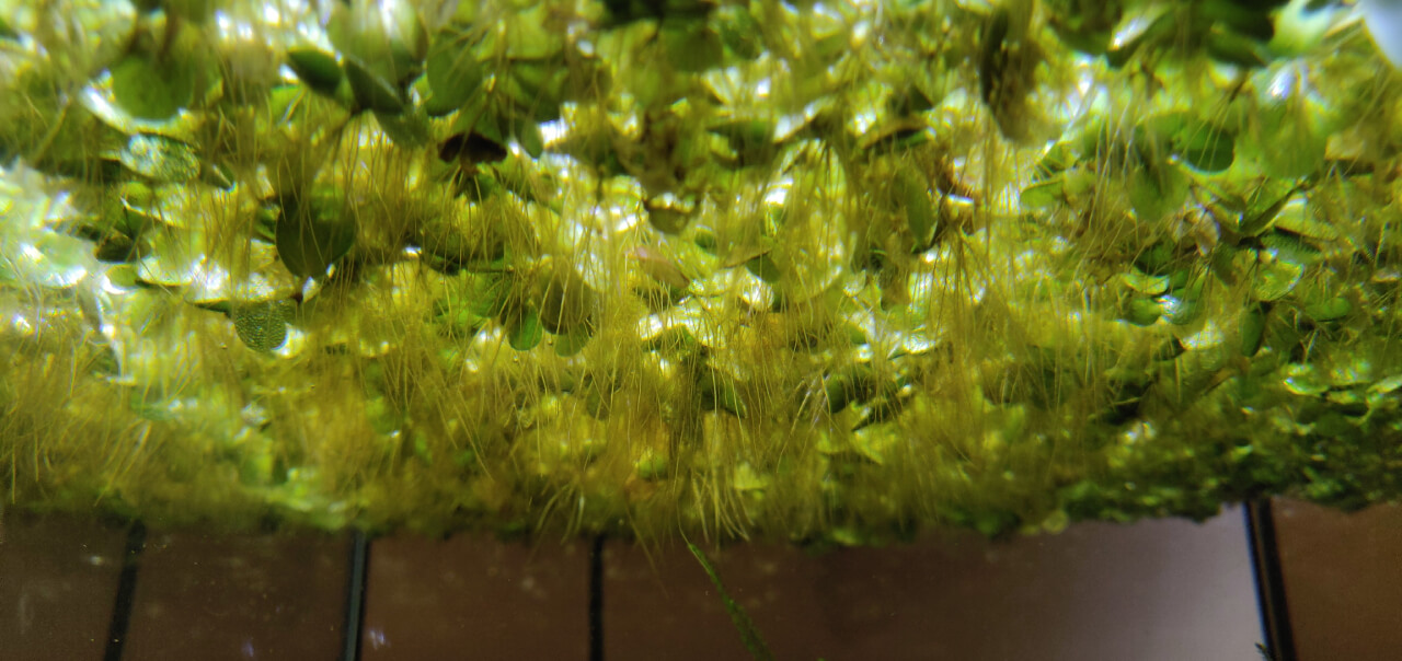 Salvinia Minima floating plant roots Salvinia Minima floating plant roots