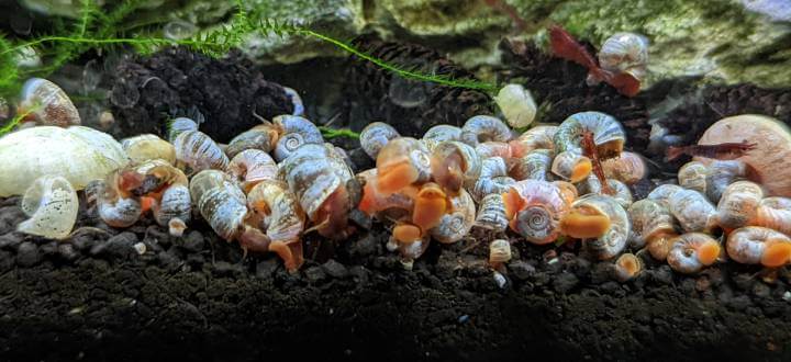 Ramshorn snails eating on substrate