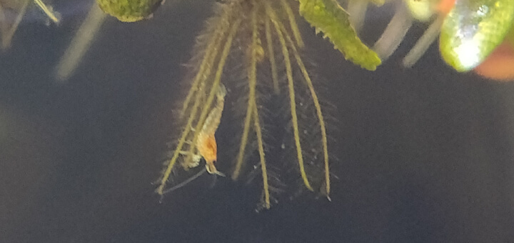 Baby shrimp amongst floating plant roots
