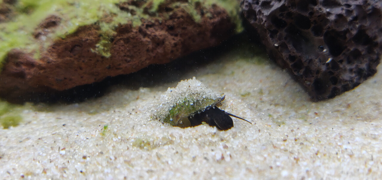 Malaysian Trumpet Snail burrowing in sand substrate