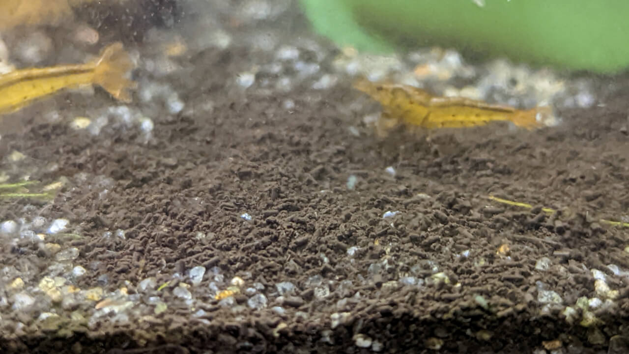 Detritus build-up on gravel substrate in shrimp tank