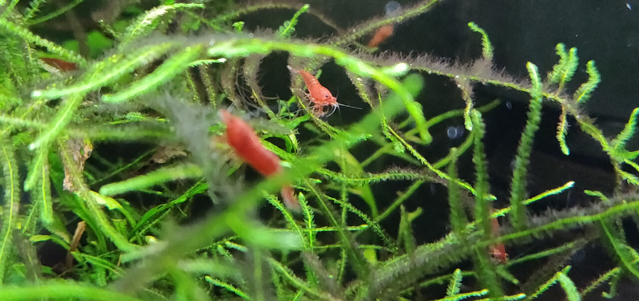 Red Cherry shrimp on Java moss, with blackbeard algae growing on it