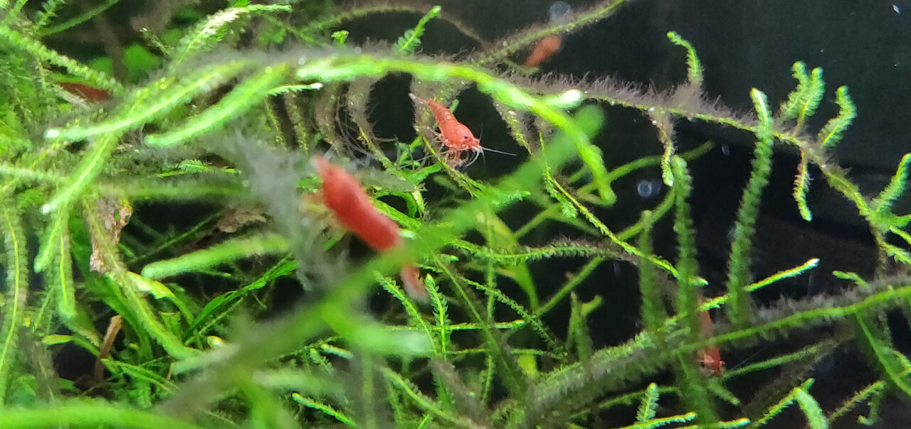 Red Cherry shrimp on Java moss, with blackbeard algae growing on it