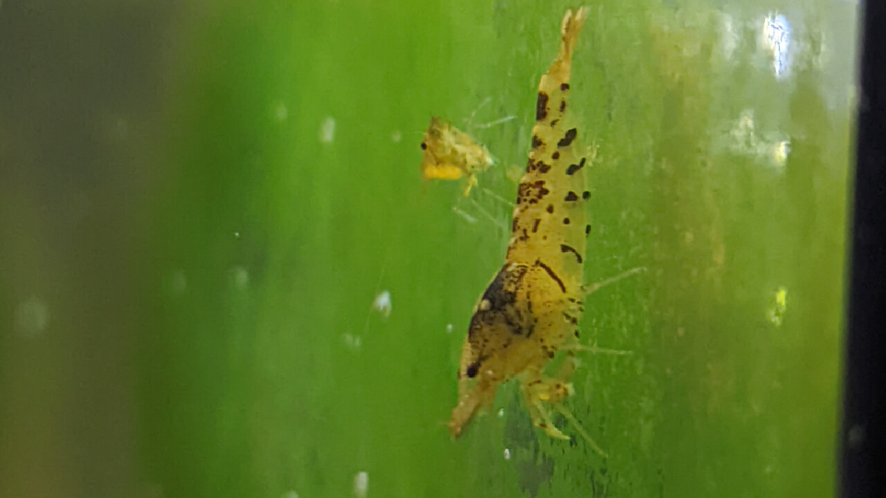 Tangerine Tiger shrimp eating algae off an aquarium wall