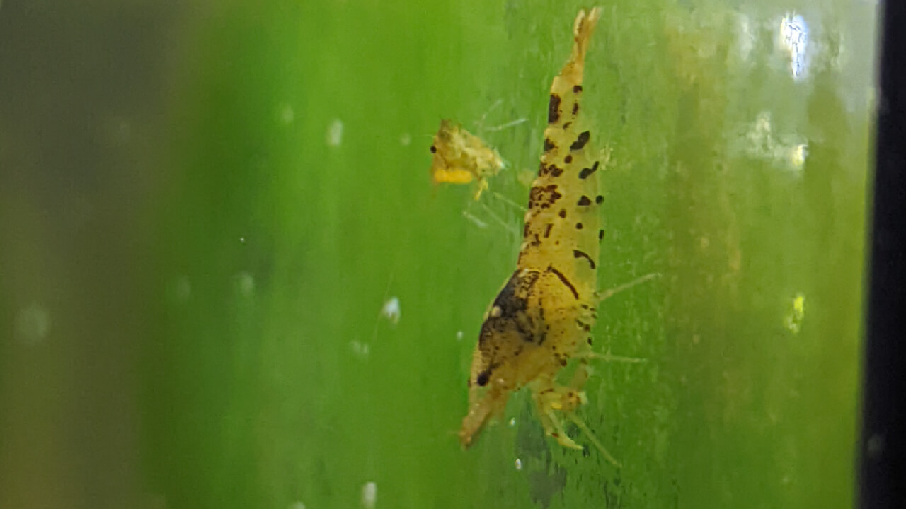 Tangerine Tiger shrimp eating algae off an aquarium wall Tangerine Tiger shrimp eating algae off an aquarium wall