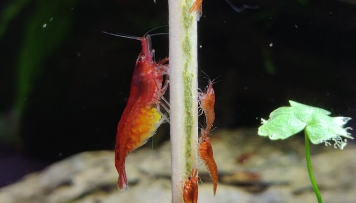 A berried Red Cherry shrimp (carrying eggs)