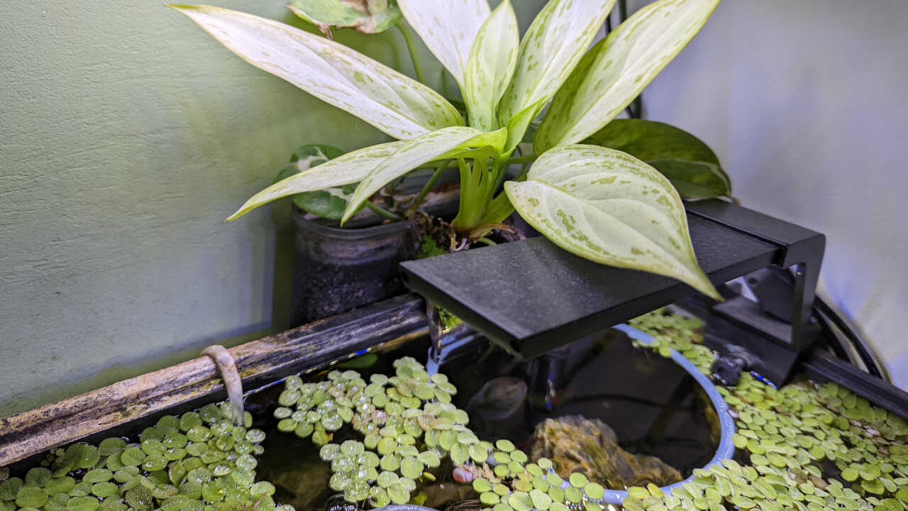 Open top shrimp tank with emersed plants growing