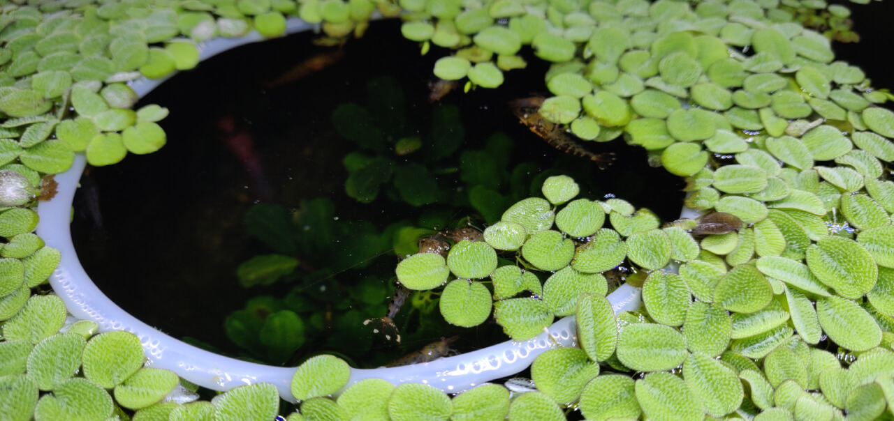 Tangerine Tiger shrimp feeding on Salvinia Minima floating plants Tangerine Tiger shrimp feeding on Salvinia Minima floating plants