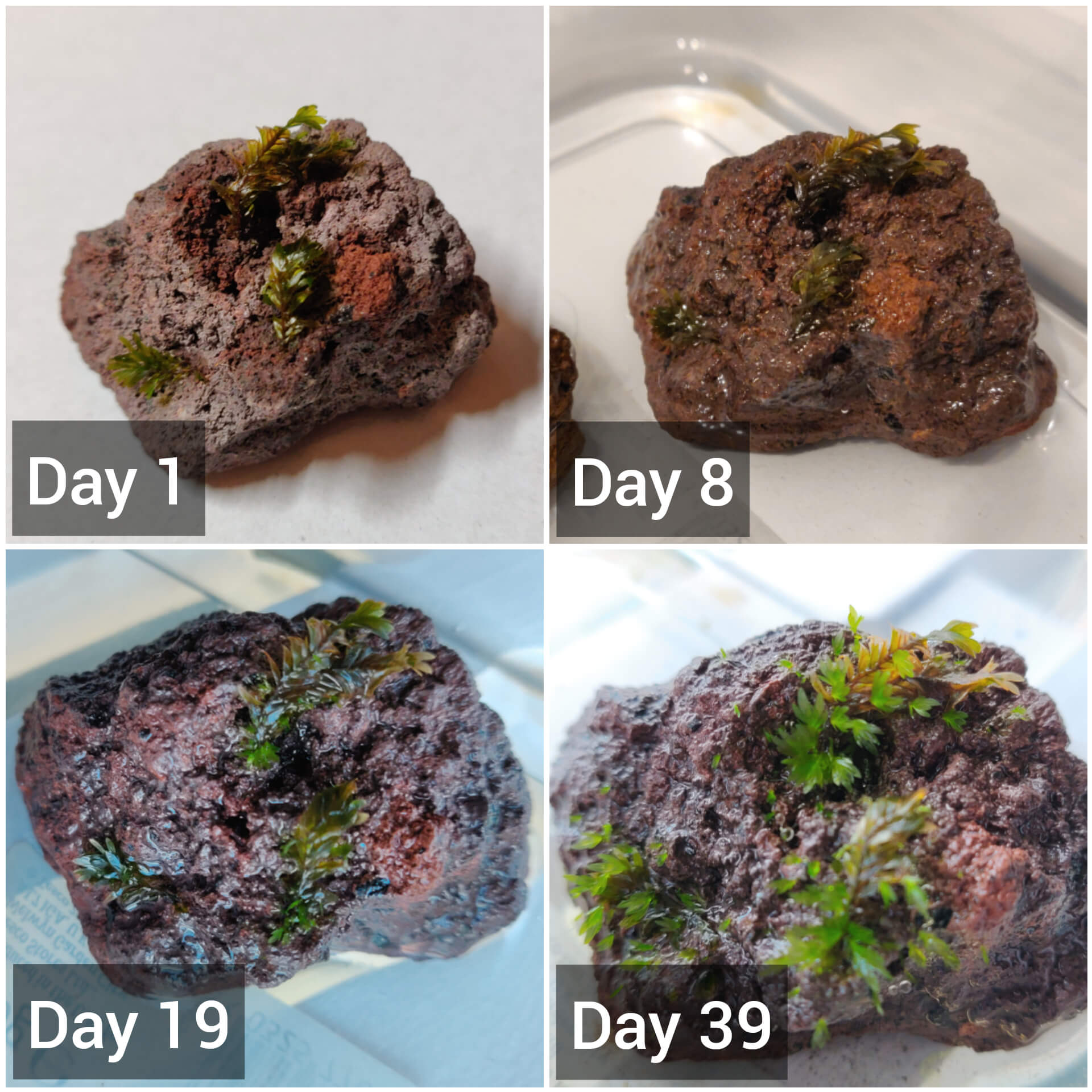 Progress timelapse of Fissidens Miroshaki moss growing on lava rock Progress timelapse of Fissidens Miroshaki moss growing on lava rock