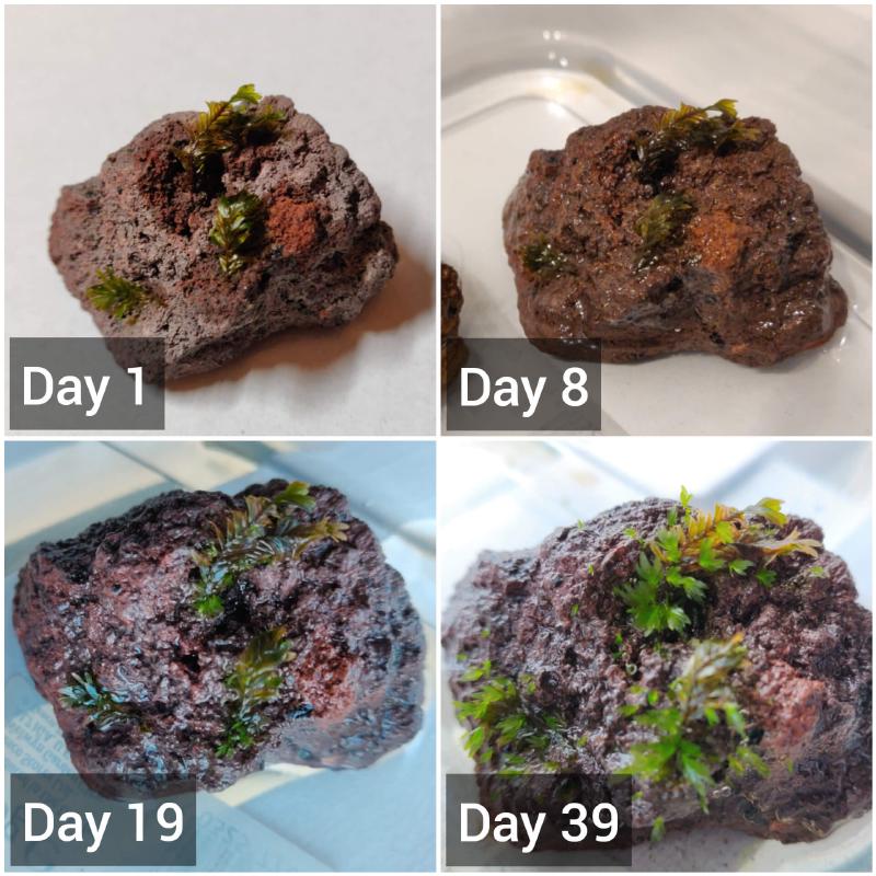 Dry Start Method Growing Moss on Rocks Shrimp Science
