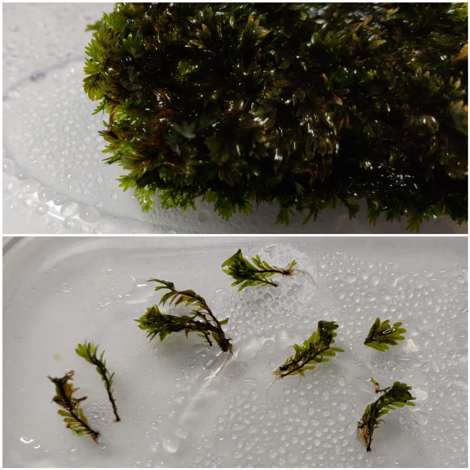 Fissidens Miroshaki moss with separated strands
