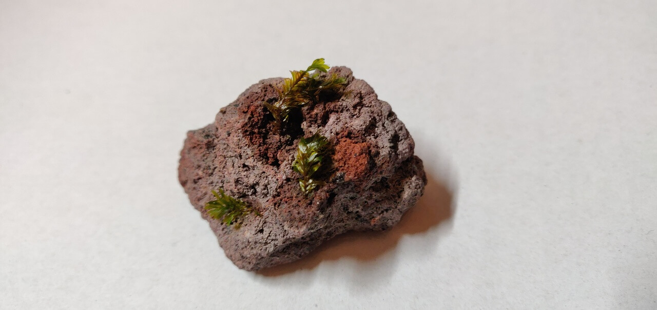 Java Moss Mounted on Lava Rock