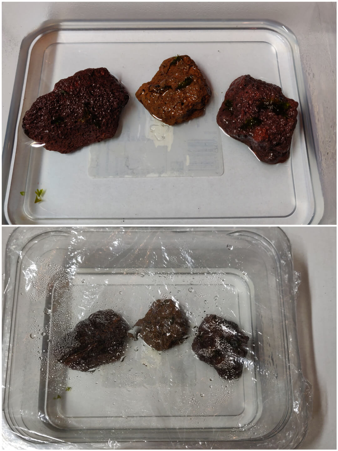 Wet lava rocks with moss placed in plastic container