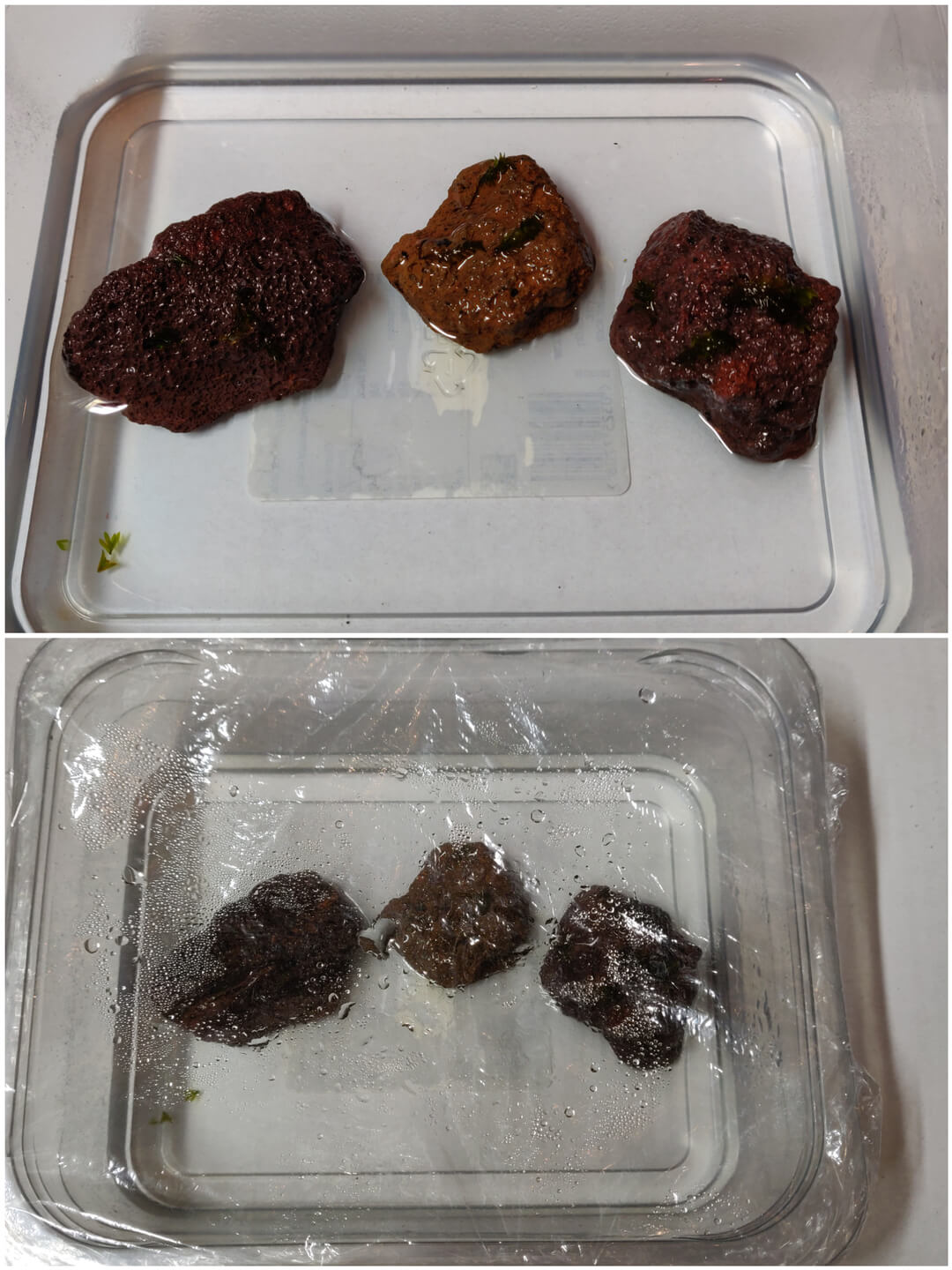 Wet lava rocks with moss placed in plastic container Wet lava rocks with moss placed in plastic container