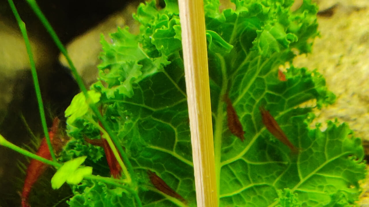 Red Cherry shrimp eating kale on a wooden stick