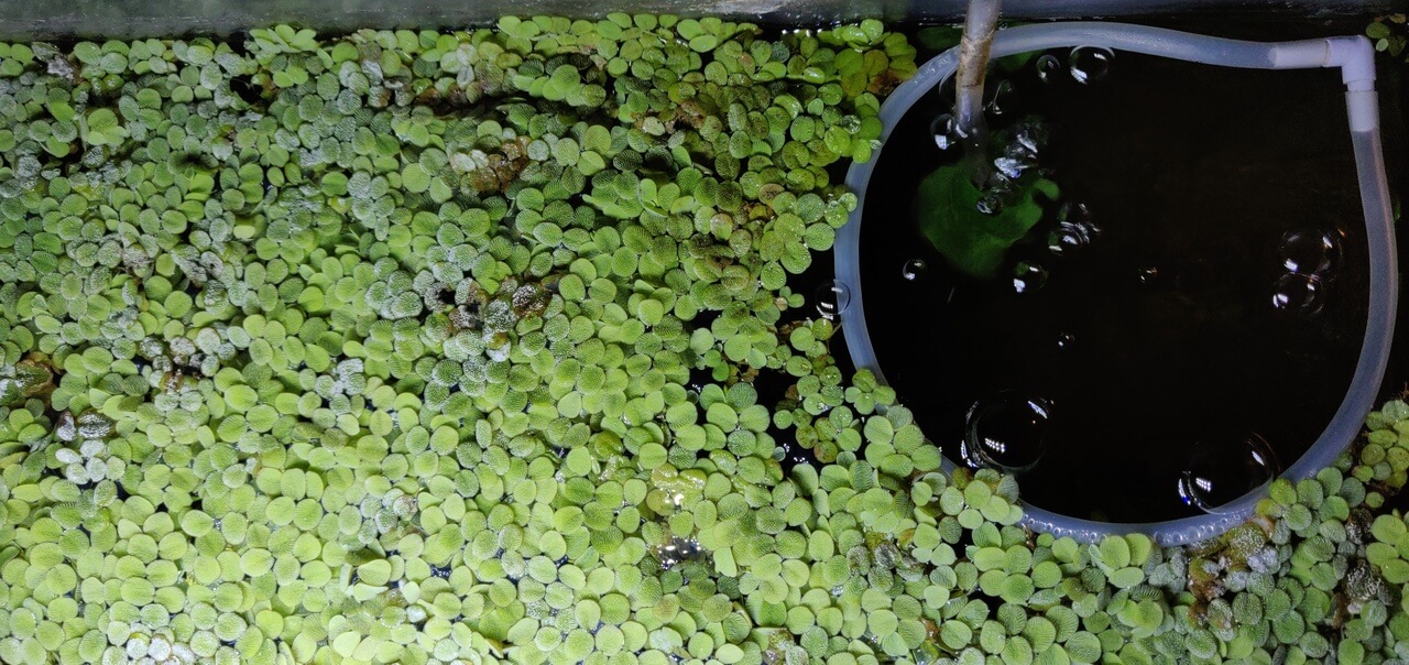 Salvinia and Dwarf Water Lettuce Floating Aquarium Plants