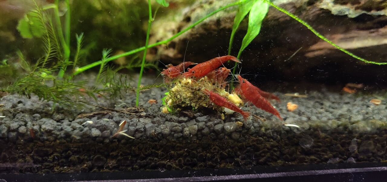 Red Cherry shrimp eating food pellet
