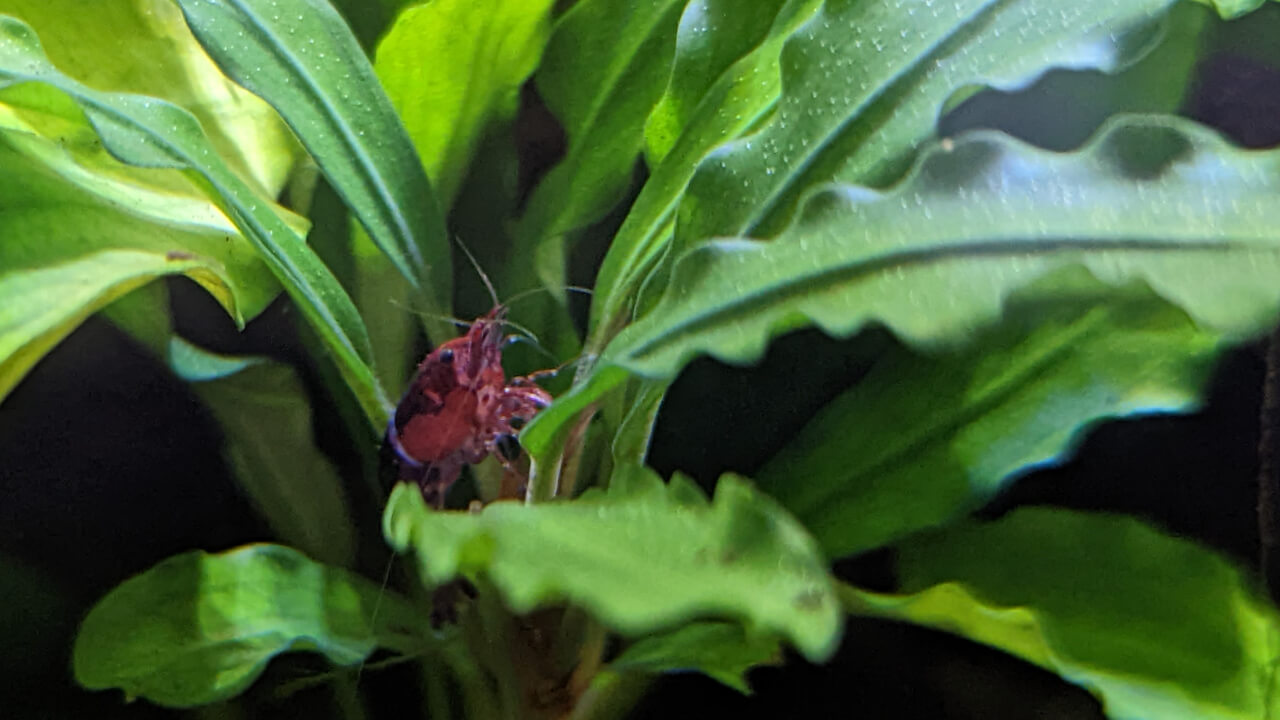 Red Cherry shrimp hiding in leaves of a Bucephalandra plant