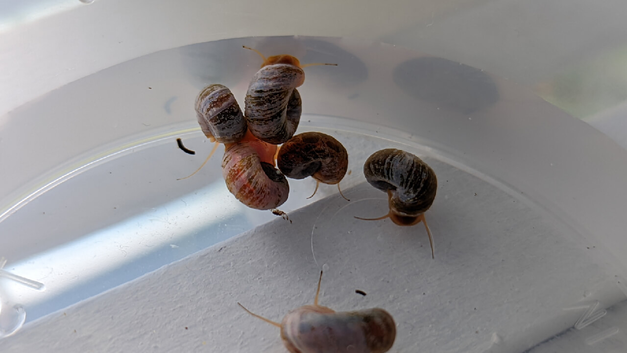 Acclimating Ramshorn snails in a pot of water