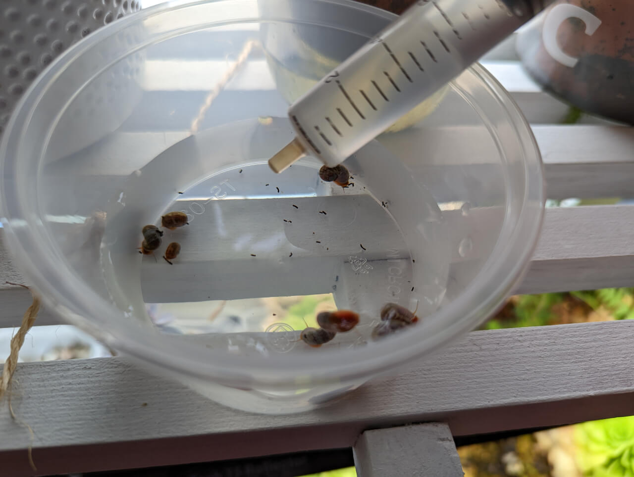 Adding water to acclimating Ramshorn snails Adding water to acclimating Ramshorn snails