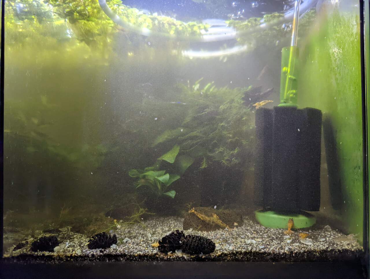 Foggy shrimp tank water quality before cleaning