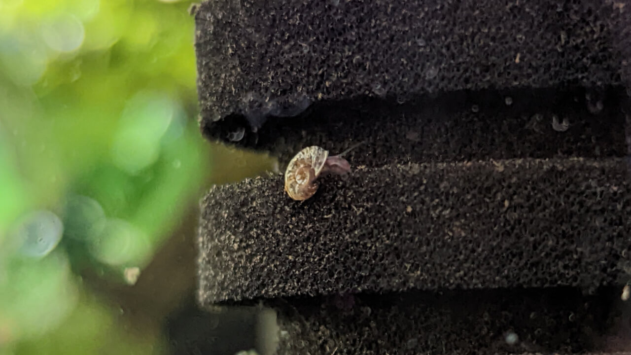 Ramshorn snail on a sponge filter