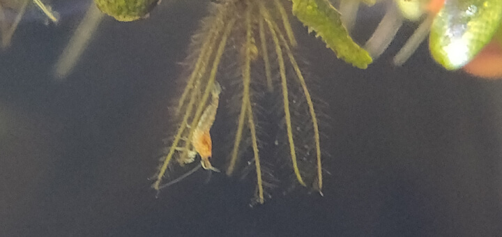 How To Increase Baby Shrimp Survival