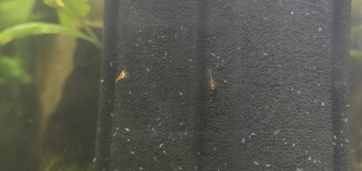 Baby shrimp feeding on sponge filter