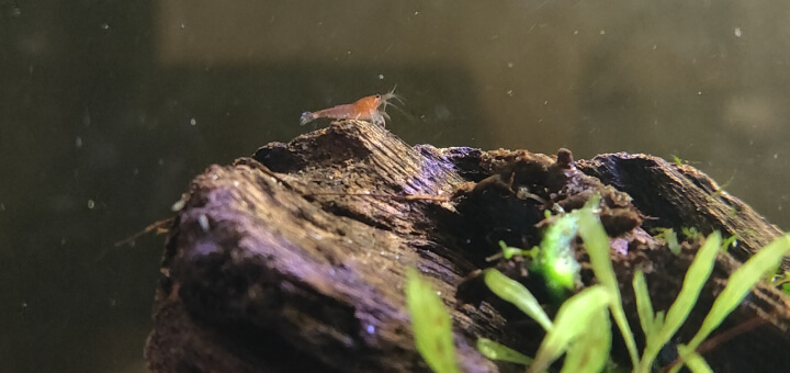 Baby Red Cherry shrimp on wood