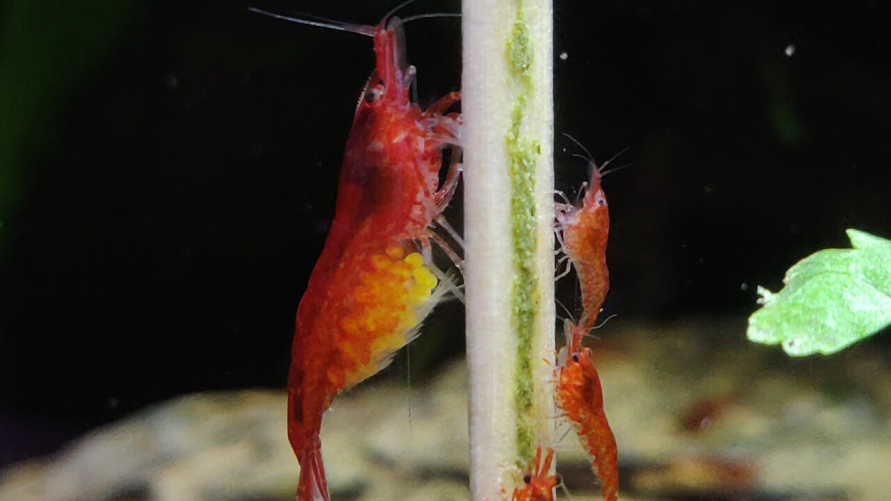A berried Red Cherry shrimp eating on a lollipop stick with other shrimp