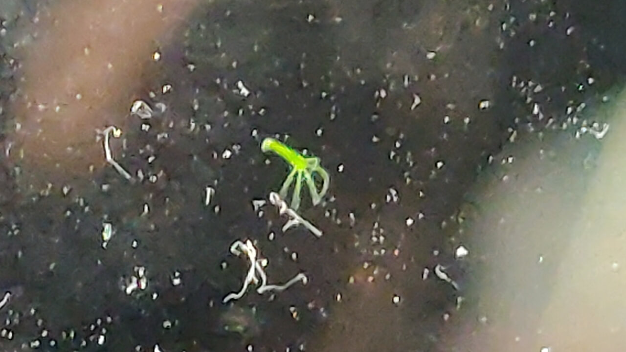 Green hydra on aquarium glass