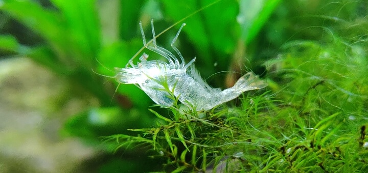 Cherry shrimp molt shell in fissidens moss
